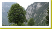 311-Weissbachwald_02 311-Weissbachwald_02