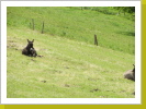 und Esel und Esel